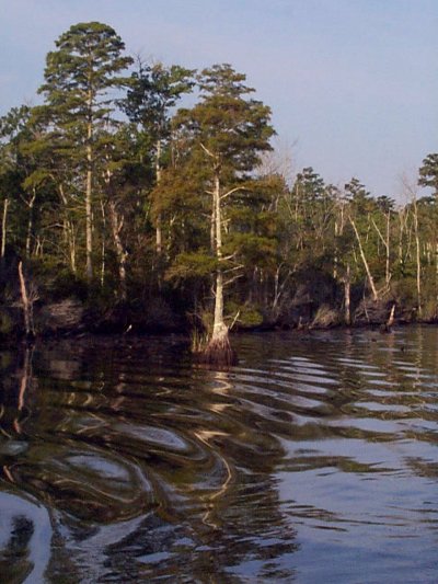 Cypress trees in Virginia Cut