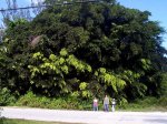 Very large Ficus tree