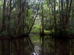 Exploring Prince Creek via dinghy